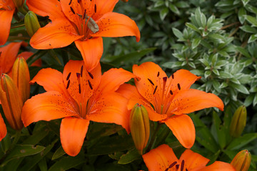 Orange Lilie Bl&uuml;ten