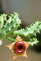 Green Succulent with brown flower.