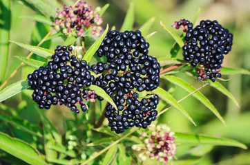 Sambucus Berries