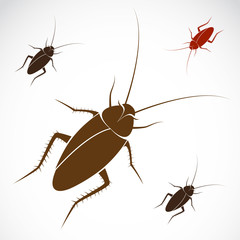 Vector image of an cockroach