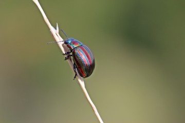 Regenbogen-Blattkäfer (Chrysolina cerealis) auf Grashalm © Schmutzler-Schaub