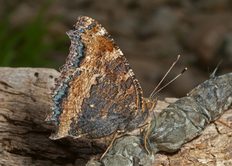 Fototapeta premium Butterfly (Polygonia C-aureum) 9