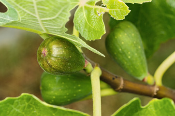 Figs