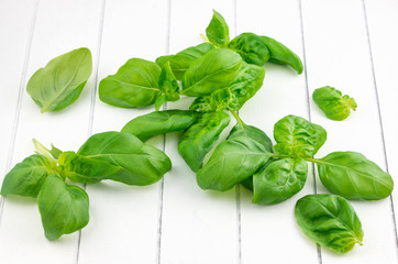 Fresh basil leaves  on white background