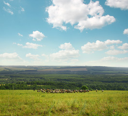 Obraz premium green field with cows