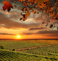 Fototapety  Krajobraz winorośli w Chianti, Włochy