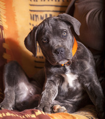 chiot Cane Corso