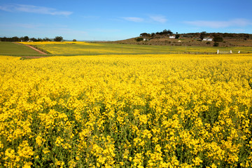 Canola fields