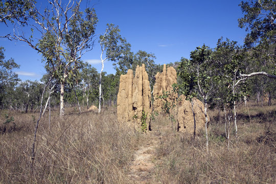 Termite Mound In Australia