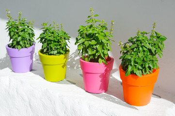 Colorful flower pots with herbs