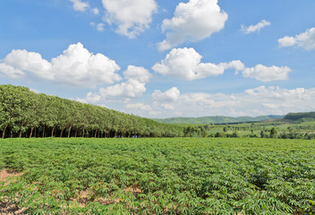 Fototapeta na wymiar Pejzaż z gruntów rolnych w Tajlandii