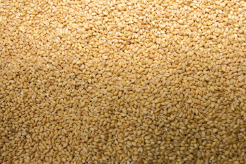 Wheat grain macro