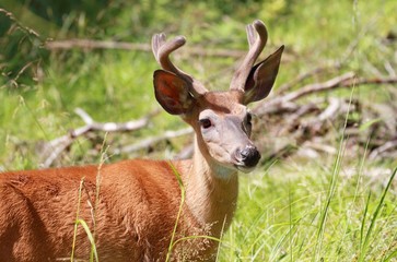 petit buck