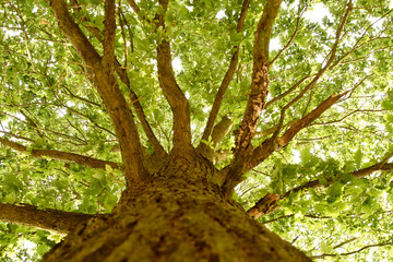 Fototapeta premium Trunk, Branches, and Leaves of a Tree Viewed Looking Up