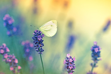 Butterfly on lavender - obrazy, fototapety, plakaty