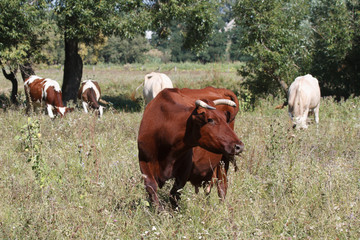 Fototapeta na wymiar Brown cow on a pasture