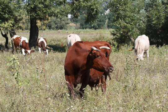 Brown cow on a pasture
