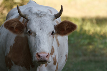 More than average cow in the pasture close-up