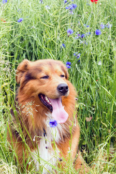 Sam im Gras