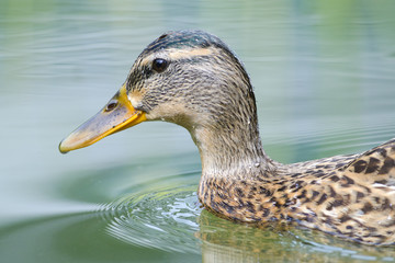 Stockente