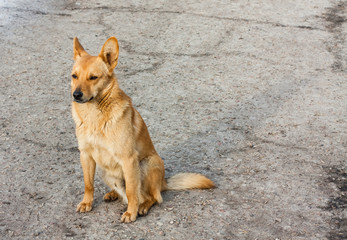 Red Dog Sitting On The Road