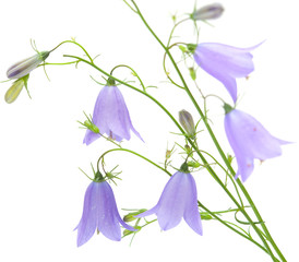 campanula