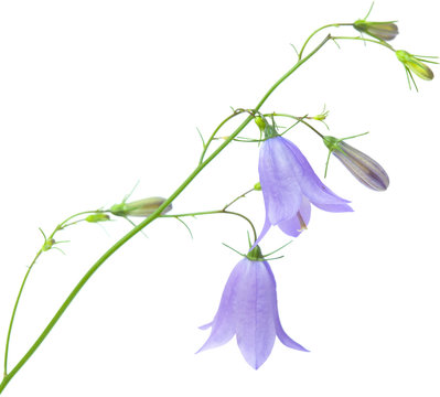 campanula