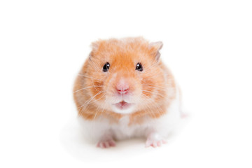Golden hamster isolated on white