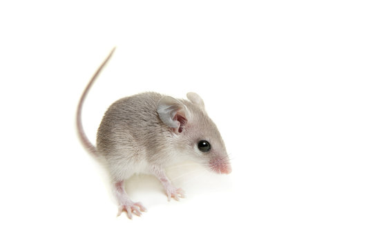 Eastern or arabian spiny mouse baby (Acomys dimidiatus)