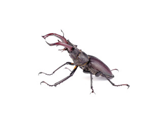 Stag beetle in a combat position