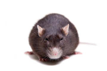 Rat, 3 year old, isolated on the white background