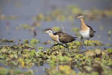 Bronze-winged Jacana bird specie Metopidius indicus