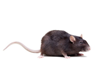 Rat, 3 year old, isolated on the white background