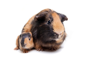 Mother Guinea Pig and her baby against white background