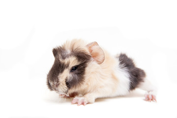 Guinea pig baby isolated on white background