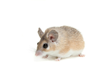 Eastern or arabian spiny mouse (Acomys dimidiatus)