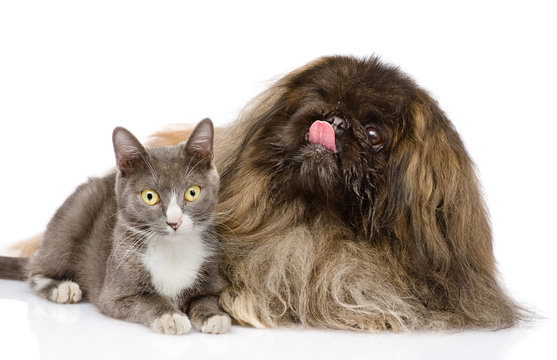 Cat and Dog posing. isolated on white background
