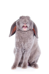 Yawn Grey lop-eared rabbit rex breed isolated on white