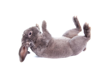 Grey lop-eared rabbit rex breed isolated on white