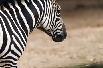 Closeup of the head of a zebra