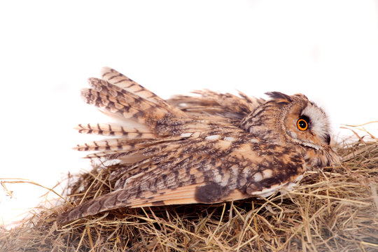 Long-eared Owl nesting isolated on the white background