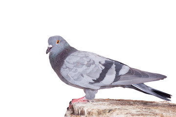 Rock Pigeon (Columba livia) isolated on white