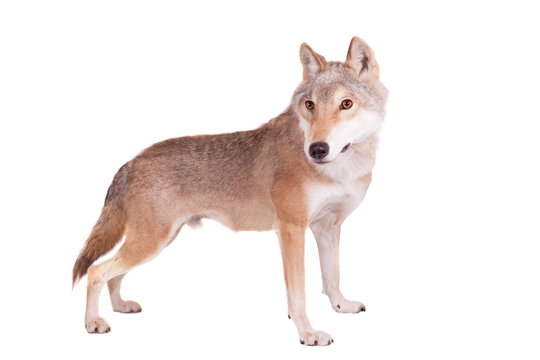 Steppe wolf (Canis lupus campestris) isilated on the white