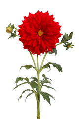 Red dahlia flower with a stem and bud isolated
