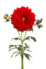 Crédence de cuisine en verre imprimé Dahlia Fleur de dahlia rouge avec une tige et un bourgeon isolés