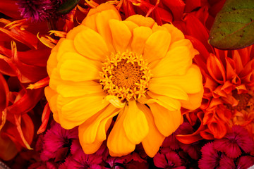 Yellow Zinnia Astereaceae Blooming Bouquet Black Background