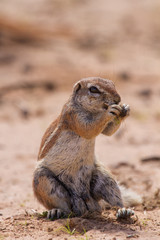 Ground squirrel eating grass roots in the hot kalahari