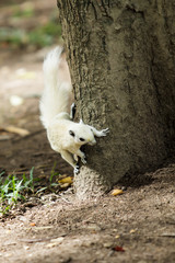 White squirrel