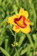 Fototapeta premium Лилия