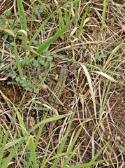 Männliche Zauneidechse (Lacerta agilis)